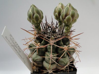 Gymnocalycium michoga LB1477 2010 Juli17 121.jpg