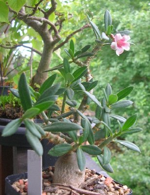 Pachypodium bispinatum 1.jpg