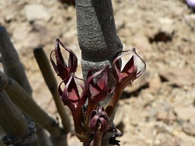 Blüte rot-braun.JPG