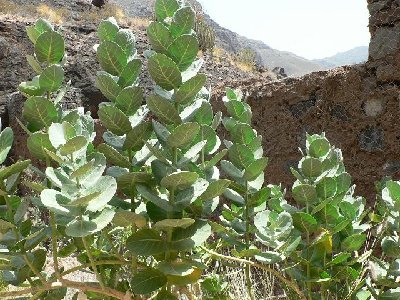 Calotropis.JPG