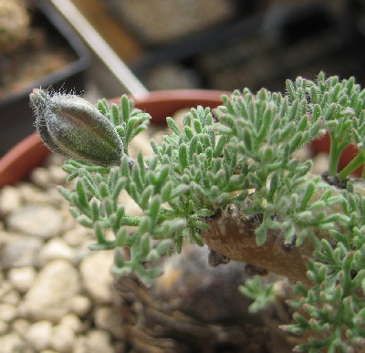 S. multifidum