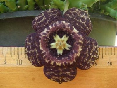 Orbea variegata (lepida).jpg