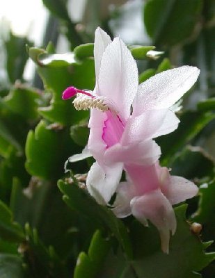 Vorwitzige erste &quot;Weihnachtsblüte&quot;