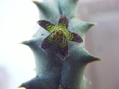 Kopie von Quaqua parviflora ssp. dependens.jpg