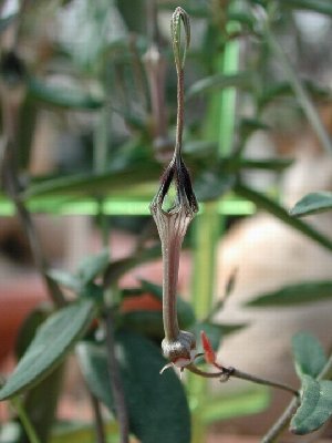 Ceropegia africana subsp barklyi Blüte nah.JPG