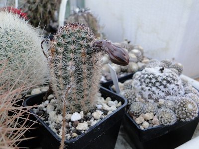 Pygmaecereus bylesianus 2010 Oktober11 018.jpg