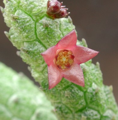 Echidnopsis leachii (Tanzania Morogoro Prov.) 2.JPG