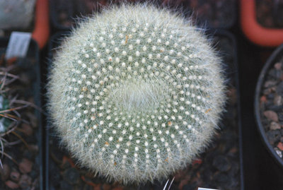 Parodia haselbergii ssp. haselbergii.JPG