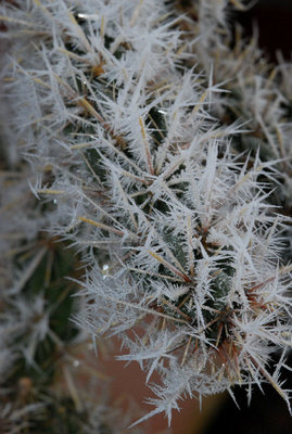 Opuntia imbricata 03.jpg