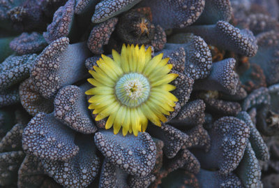 Titanopsis calcarea 01.JPG