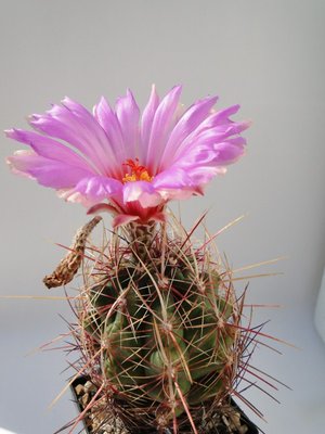 Thelocactus bicolor v. heterochromus 2010 Juli22 272.jpg