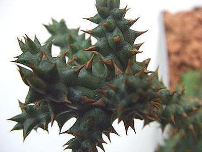 Edithcolea grandis.jpg