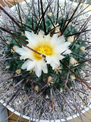 Ariocarpus 024.JPG