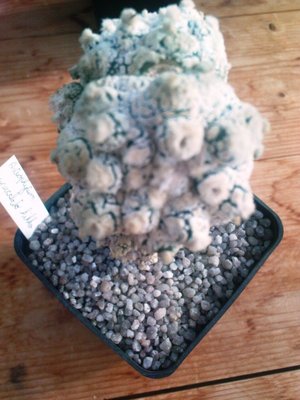 Copiapoa 021.JPG