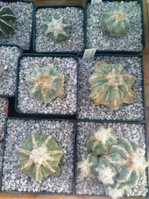 Copiapoa 017.JPG