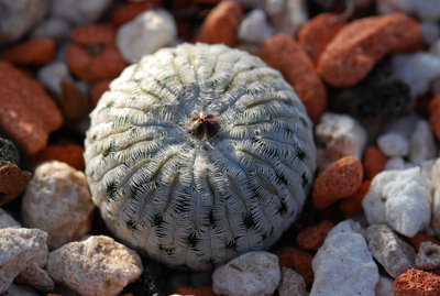 Turbinicarpus pseudopectinatus.jpg