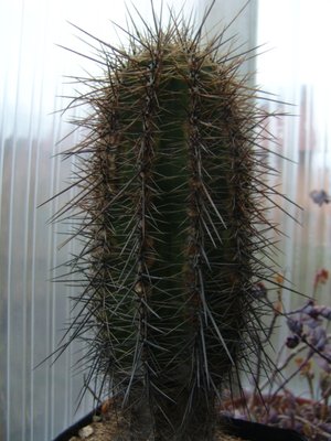 Carnegiea gigantea