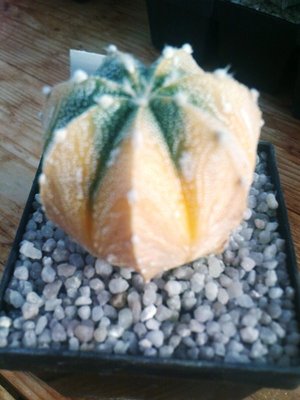 Copiapoa 023.JPG