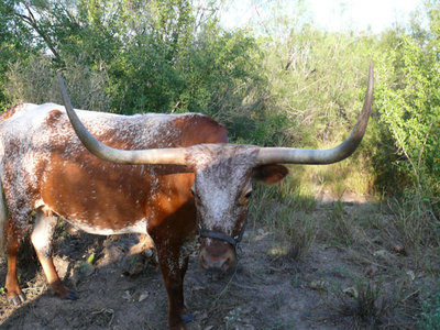 119 Longhorn Rind in Texas.jpg