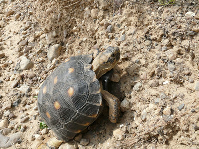 117 Texas Gopher Schildkröte.jpg