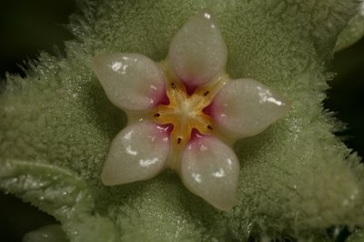 Hoya serpens (FH05,136) 006.JPG