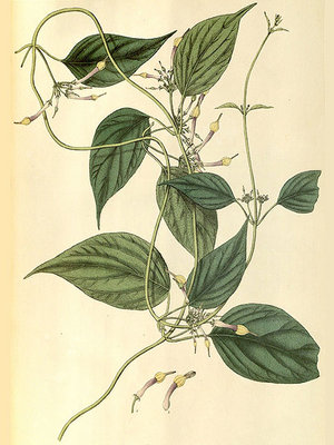c.pubescens.jpg