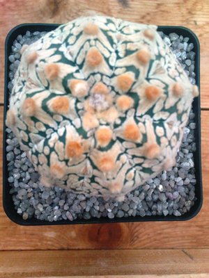 Astrophytum asterias V-type.JPG