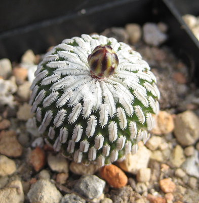 Turbinicarpus pseudopectinatus