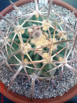 Echinocactus texensis Knospe.JPG