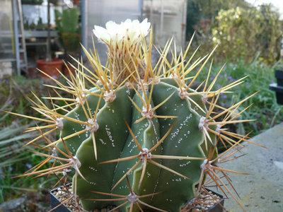 151 P1060610 Astrophytum ornatum.jpg