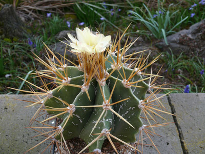 150 P1060609 Astrophytum ornatum.jpg