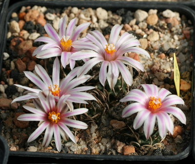 Turbinicarpus schmiedickeanus La Perdida, Aussaat 2005