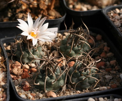 Turbinicarpus klinkerianus Arista, Aussaat 2005