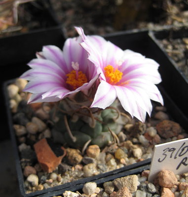 T. schwarzii var. rubriflorus