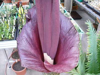 164 P1060623 Amorphophallus konjak.jpg