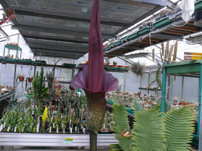 163 P1060622 Amorphophallus konjak.jpg