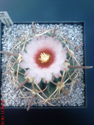 Echinocactus texensis.JPG