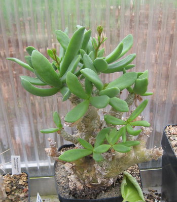 Tylecodon reticulatus