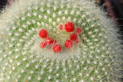 Notocactus (Parodia) haselbergii 11.04.2011.jpg