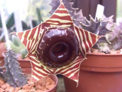 Huernia zebrina ssp.magniflora.jpg