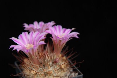 Mammillaria  longiflora 2011 April15-1.jpg