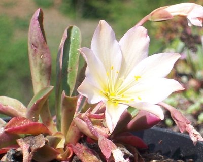 Lewisia tweedyi