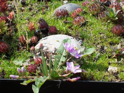 Lewisia pygmaea