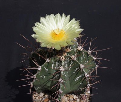 0811a_Astrophytum_ornatum_090510_9922-x.jpg