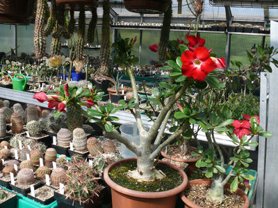 200 P1060748 Adenium obesum.jpg