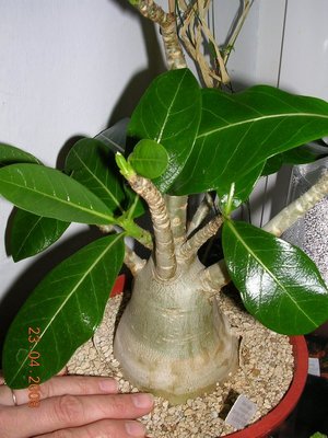 adenium arabicum2_120.jpg