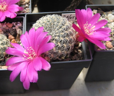 Sulcorebutia albida