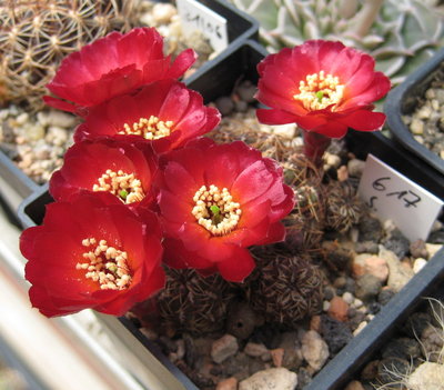 Sulcorebutia canigueralli