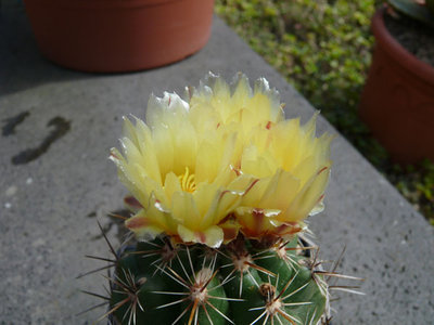 203 P1050758 Thelocactus leucacanthus.jpg