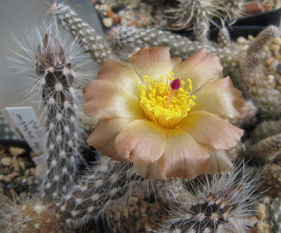 Pterocactus valentinii